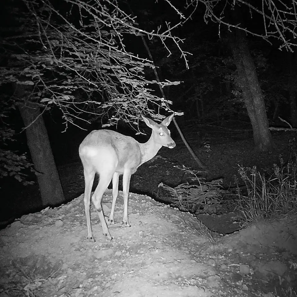 Fotopułapka Zeiss Secacam 3 świetna jakość nocą